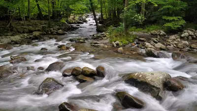 Greenbrier in the Smoky Mountains.