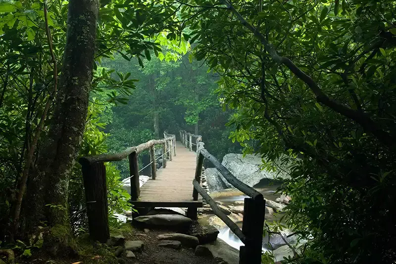 A bridge on the trail to the Chimney Tops in the Smoky Mountains.
