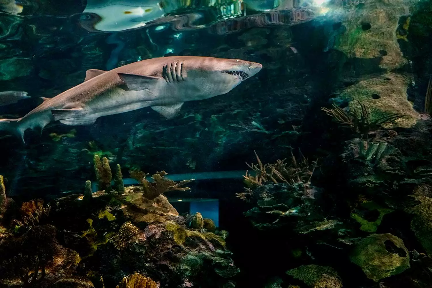 A shark swimming at Ripley's Aquarium of the Smokies.