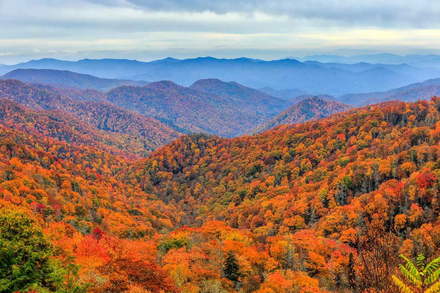 Aerial view of the Fall leaves in the Smoky Mountains.
