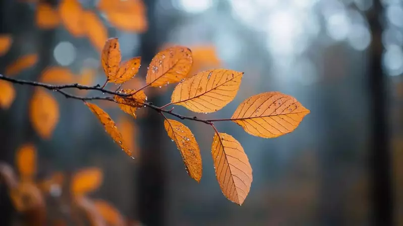 Fall leaves in the Smoky Mountains of East Tennessee.