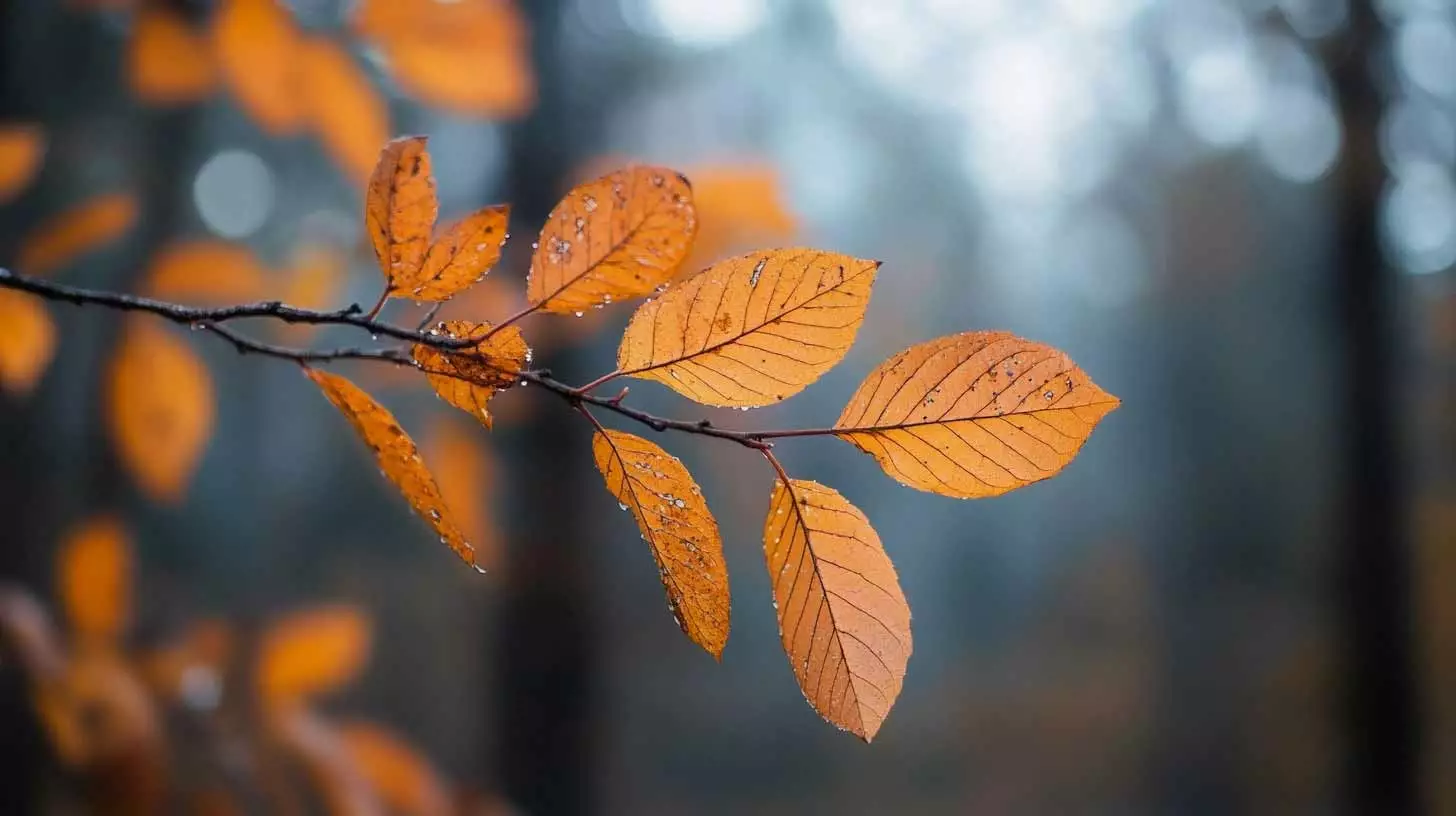 Fall leaves in the Smoky Mountains of East Tennessee.