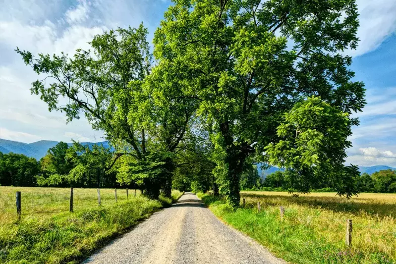 cades cove is one of the top scenic drives in the smoky mountains
